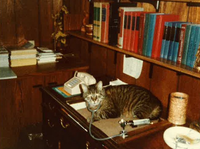 Cat on a desk wearing a stethoscope.
