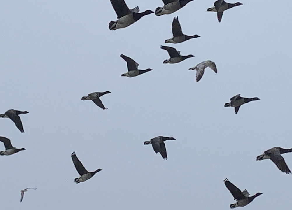 A flock of Canada geese in flight