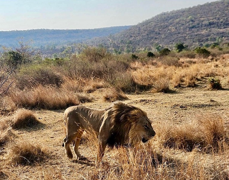 A male lion roams around a nature preserve in South Africa.