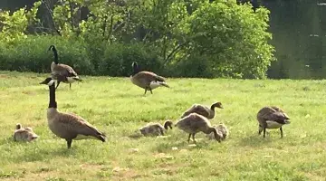A flock of Canada geese feeding near a pond