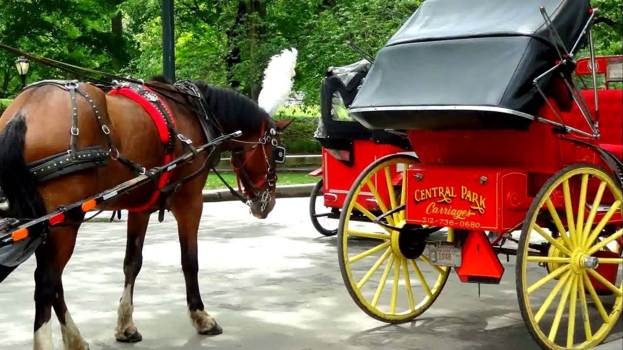 horse riding within Central Park