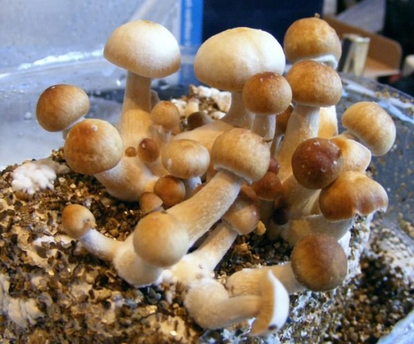 Psychedelic Mushrooms for transform your mind