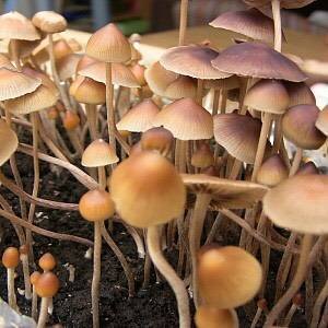 Small pile of dried psilocybin mushrooms