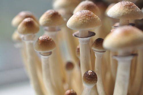 variety of medicinal mushrooms
