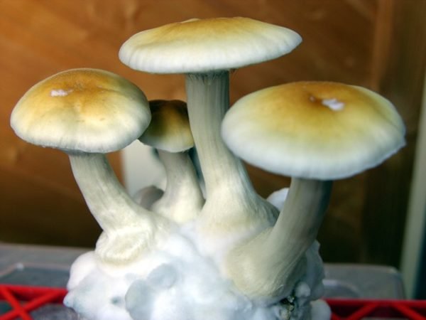 Vibrant Transkei Mushrooms