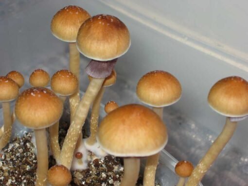 Top psychedelic mushrooms.