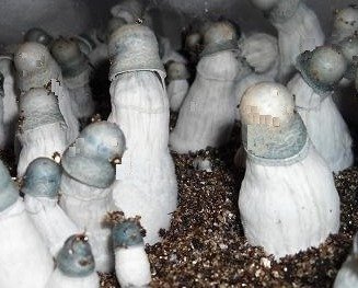 Top quality mushrooms spores.